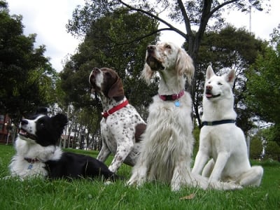 four smart looking dogs